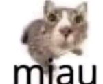 !lxaa