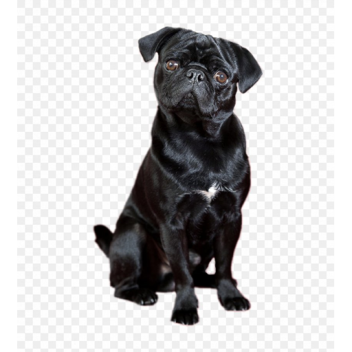 survive the smile dog the killer