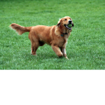 journey bugg