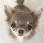 The Chiwawa Clan