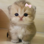 Gwen’s Pookies!