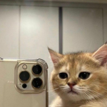 'A I M