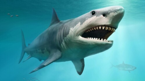 SCP-7890 [Shark]