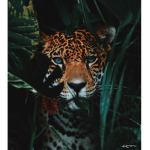 Leopard squad88