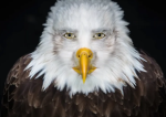 》Staff Solar Roleplay
