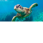 BRUH turtles