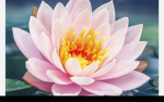 Flowers-Penelope