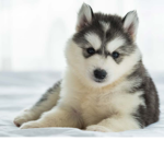 Husky's Group For Peeps Who Like Dogs