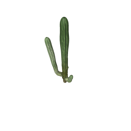 Cactus
