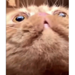 bi4nc4girl
