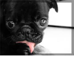 The Offical Pug Lovers Group