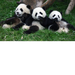 The panda gamers crew
