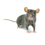 Rats Must RAID!!!!