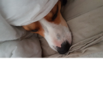 Dogs are better than cats