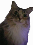neonbuyzTM