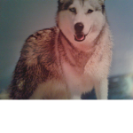 Huskies Rule