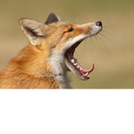 the screaming foxes