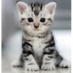 Mau mau nation