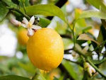 The Lemon tree!!!!