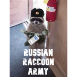 the Russian raccoon army