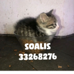 SOALIS - DUH YH