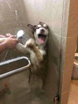 husky_e