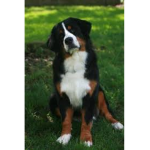 Majestic Puppies c;