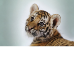 Tiger star time