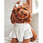 Little pup name coco