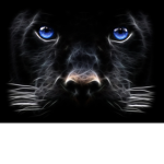 OG Team Panther