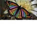 ~Bella’s Butterflies~