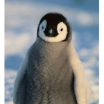 Penguin organization
