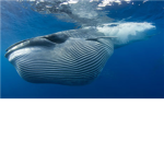Help all Whales