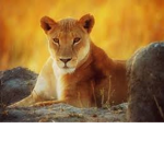 Lioness-Clan.