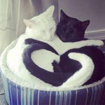 Cats + Lesbians