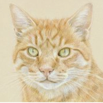 Mr. Whisker