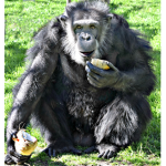 Ape-Army