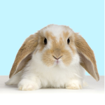 Love bunnies fan group