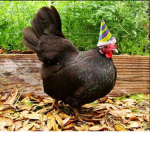 Happy Chicken Party group!
