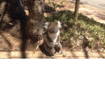 Room 7- Koalas
