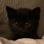 Cat's Stuff