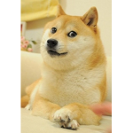 Doge!!!!!!