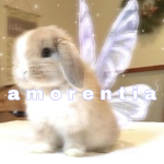 amorentia