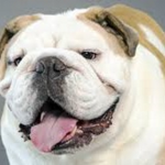 BulldogLandia!