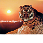#BrookeeTiger/123