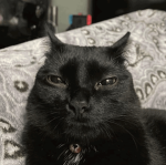 Freikorps von Lützowsches