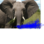 ELEPHANTT SQUAD