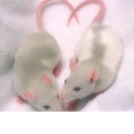 gatitas goticas