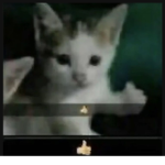 dingi