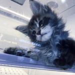twinklepaw